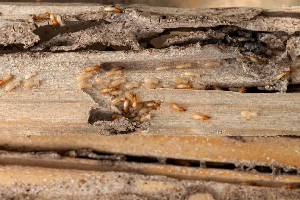 Best Commercial Pest Control Services  in Homestead, FL