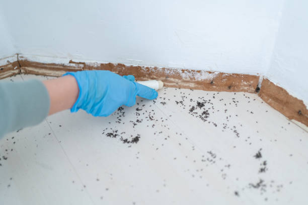 Best Affordable Pest Control Services  in Homestead, FL